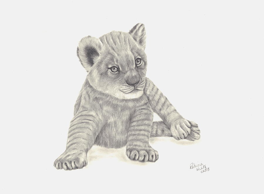 900x663 Baby Lion Drawing - Baby Lion Drawing