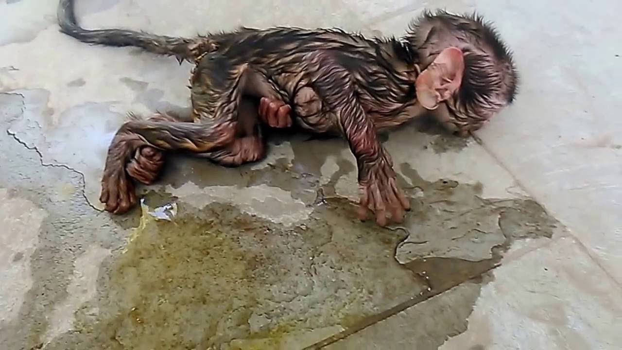 1280x720 jst born baby monkey rescue!!!! - Baby Monkey Drawing