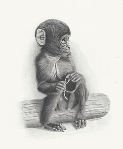 249x300 Baby Monkey Drawing - Baby Monkey Drawing