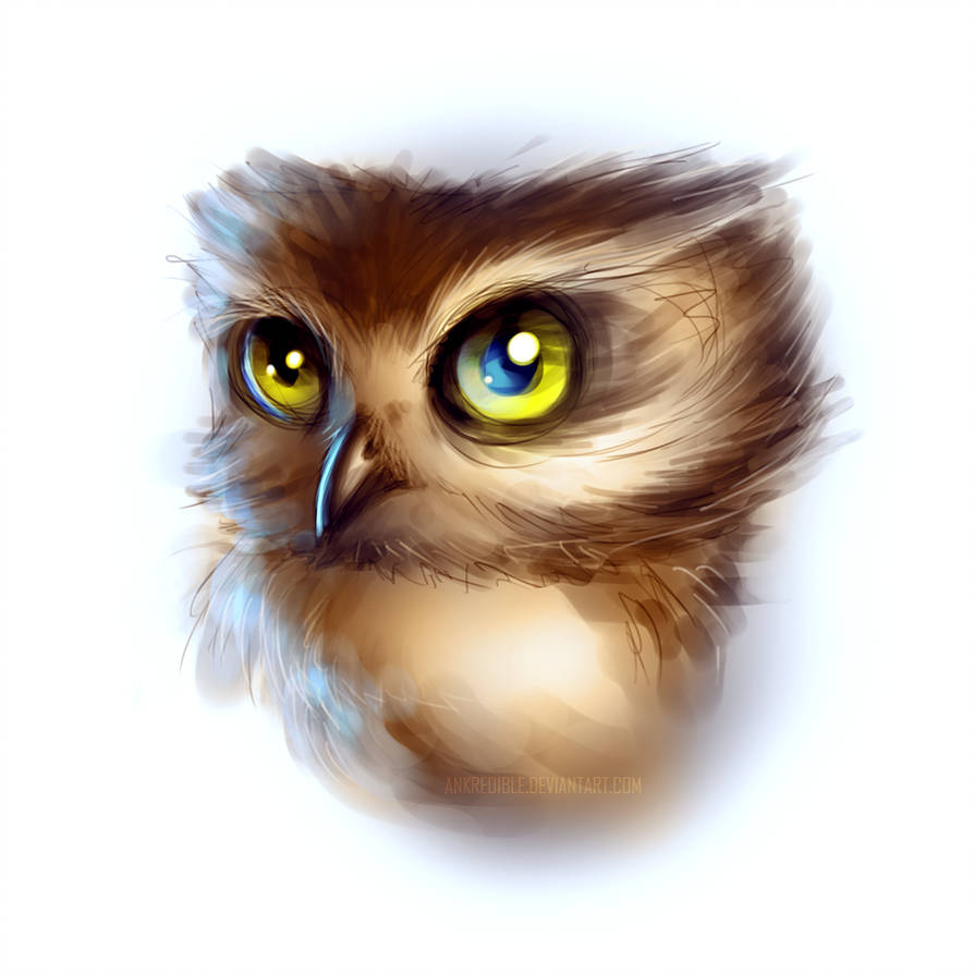 894x894 Baby Owl - Baby Owl Drawing