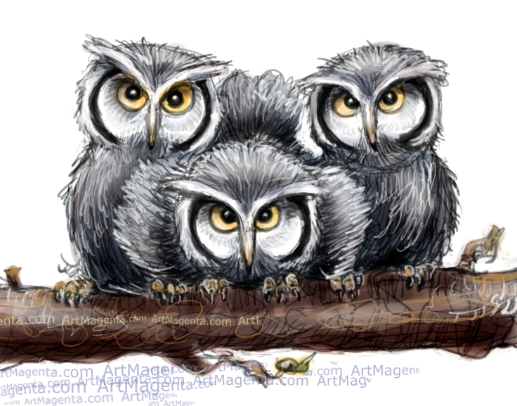 736x577 Birds Baby Owls - Baby Owl Drawing