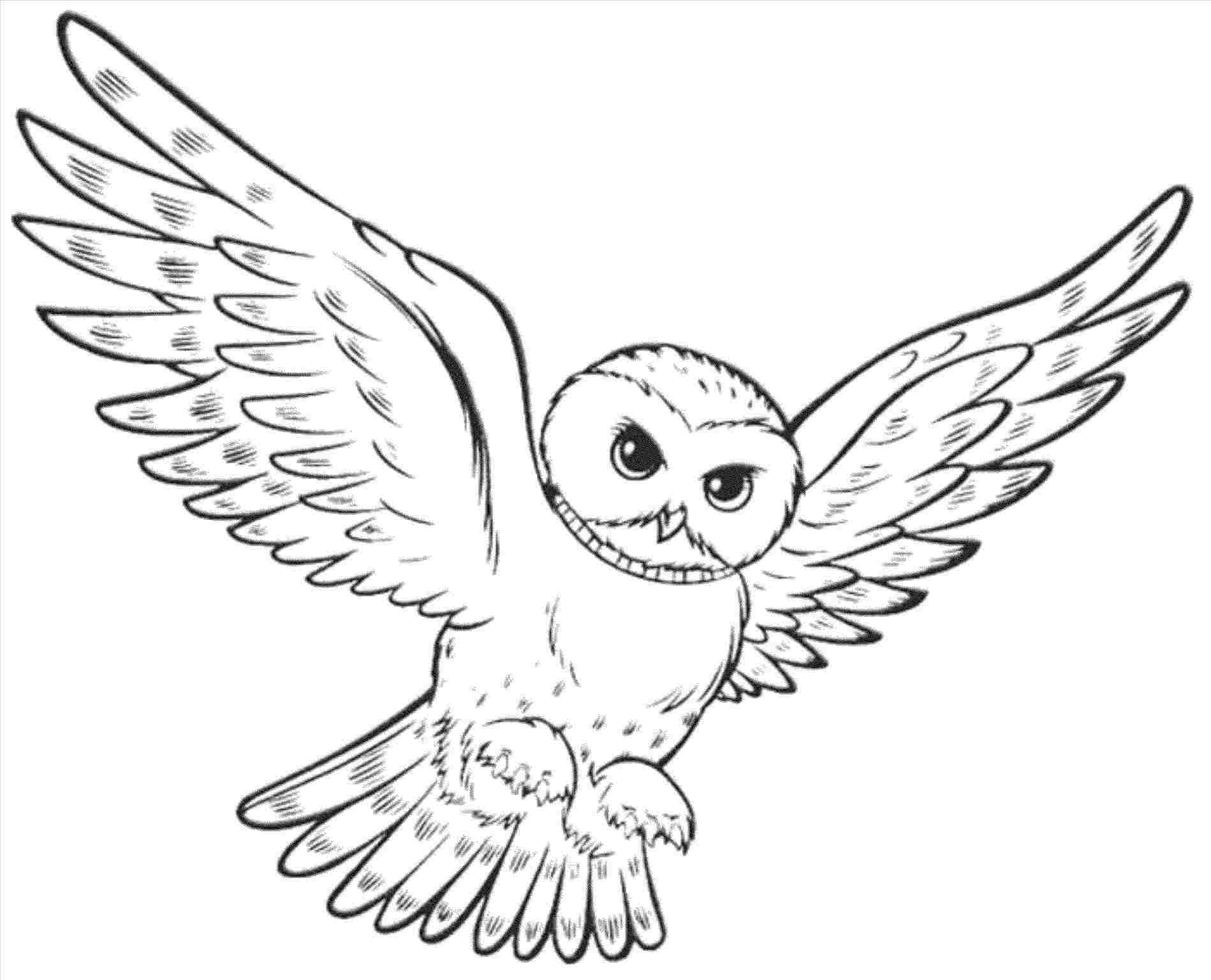 1899x1538 Easy Baby Owl Drawing - Baby Owl Drawing