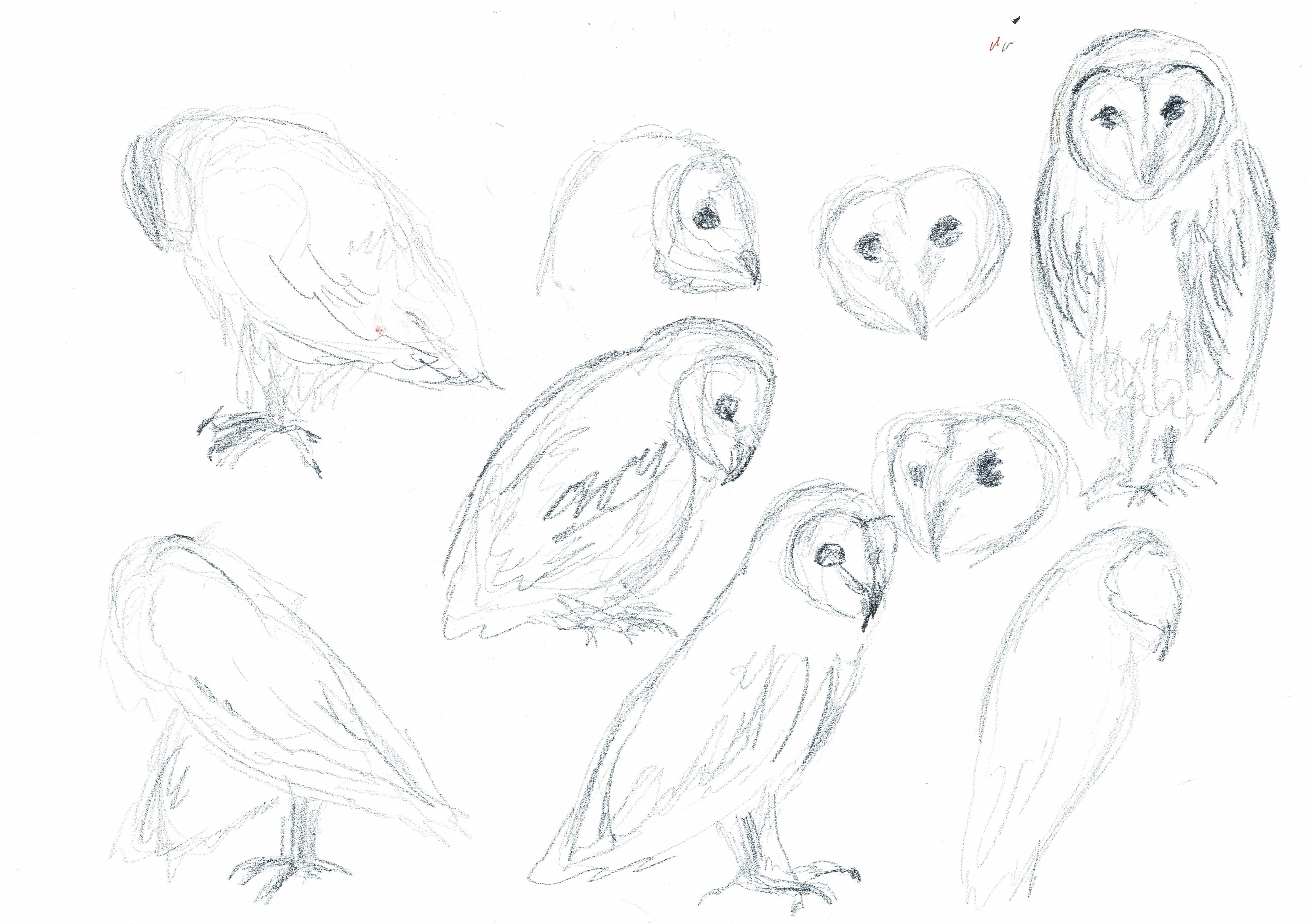 4937x3484 How To Draw A Barn Owl Step - Baby Owl Drawing