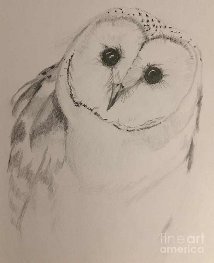 731x900 Baby Owl Drawing - Baby Owl Drawing