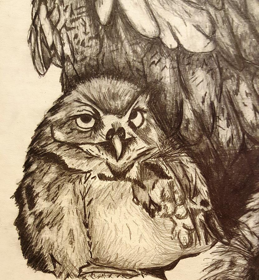831x900 Baby Owl Drawing - Baby Owl Drawing