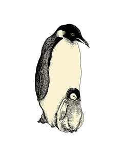 240x300 Baby Penguin Drawings Fine Art America - Baby Penguin Drawing