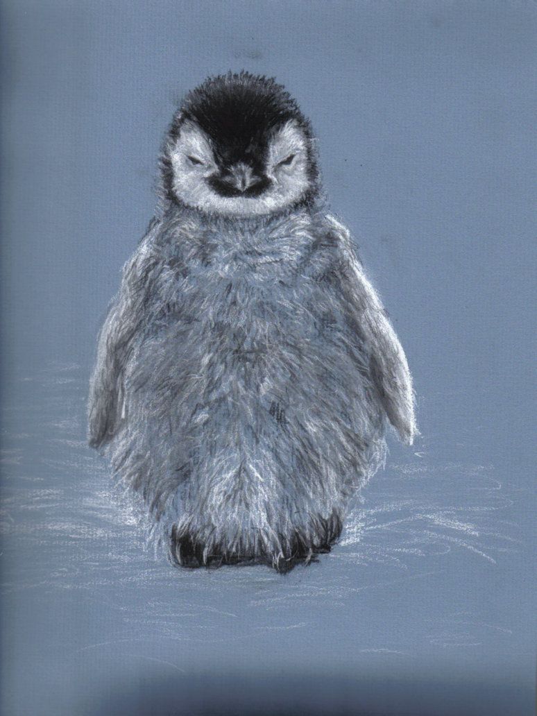 774x1032 Baby Penguin Love This Little Fella Cats, Dogs, Polar Bears - Baby Penguin Drawing
