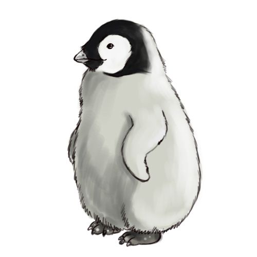 500x500 How To Draw A Baby Penguin - Baby Penguin Drawing