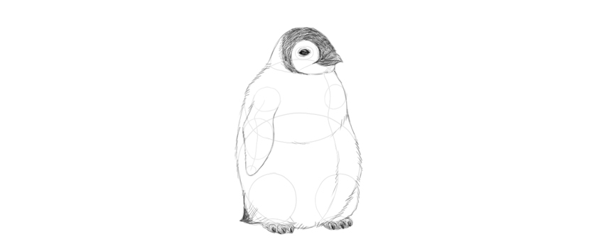 850x344 How To Draw A Penguin - Baby Penguin Drawing