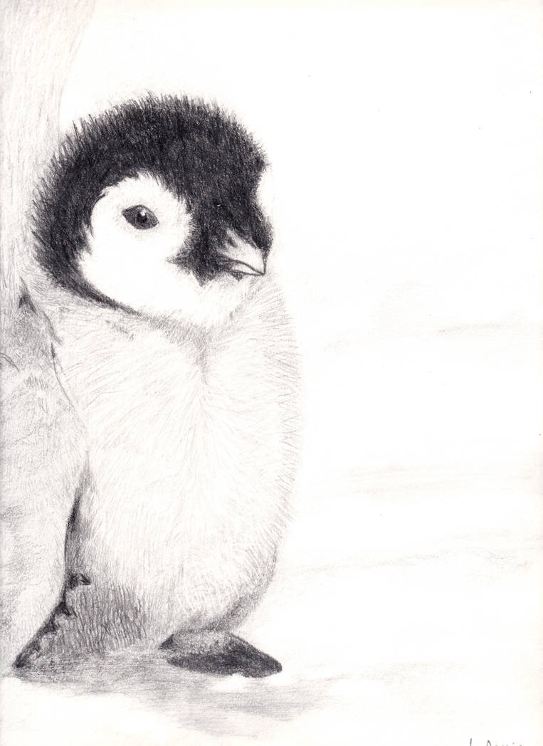 763x1048 Baby Penguin Drawing - Baby Penguin Drawing