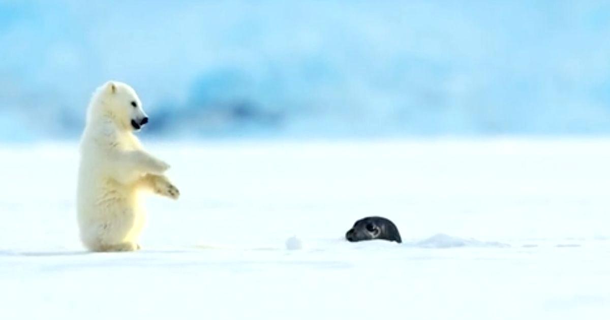 1200x630 baby polar bear the baby polar bear was described as boisterous - Baby Polar Bear Drawing
