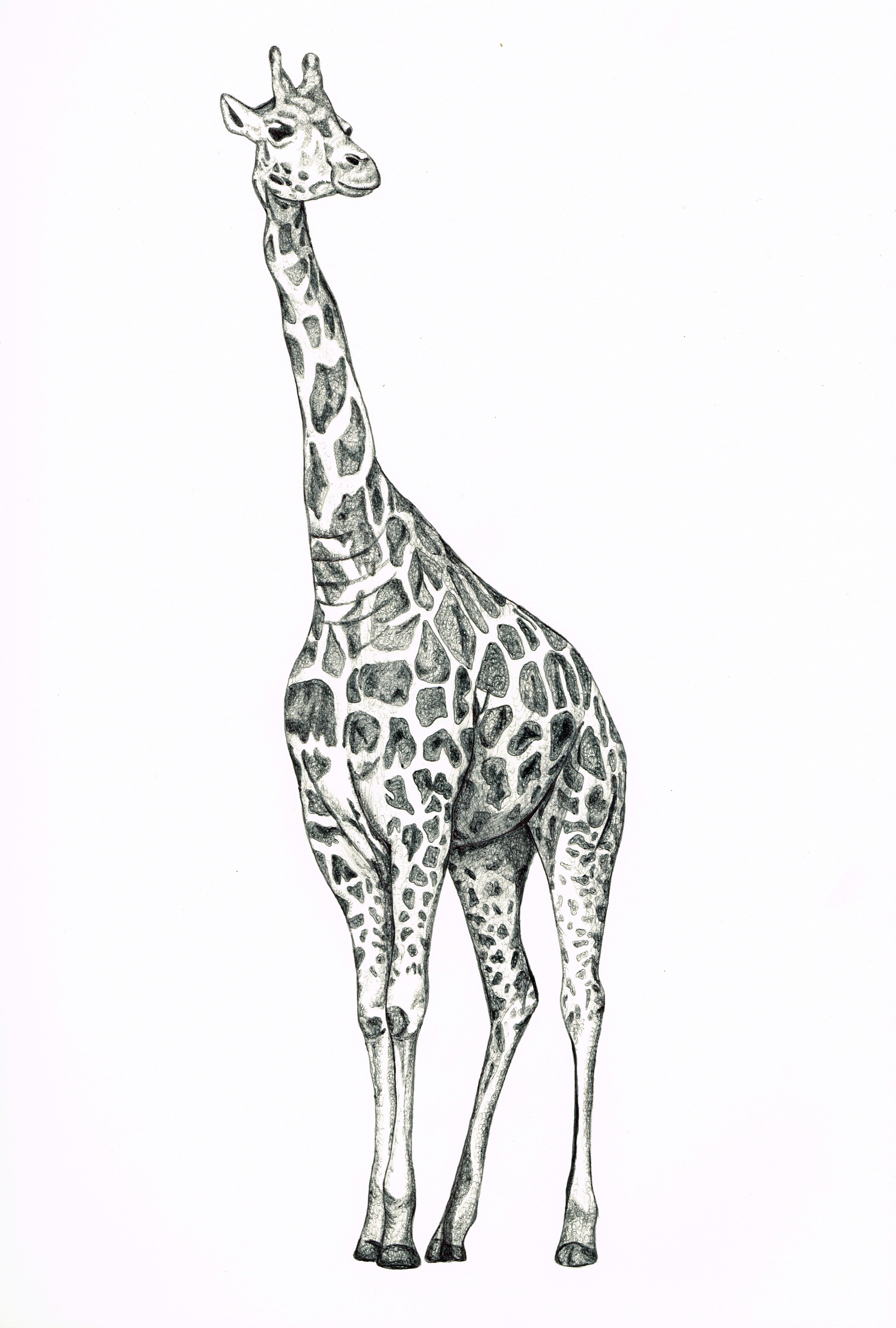 4288x6356 giraffe pencil drawings and giraffe biro drawing baby room - Baby Room Drawing