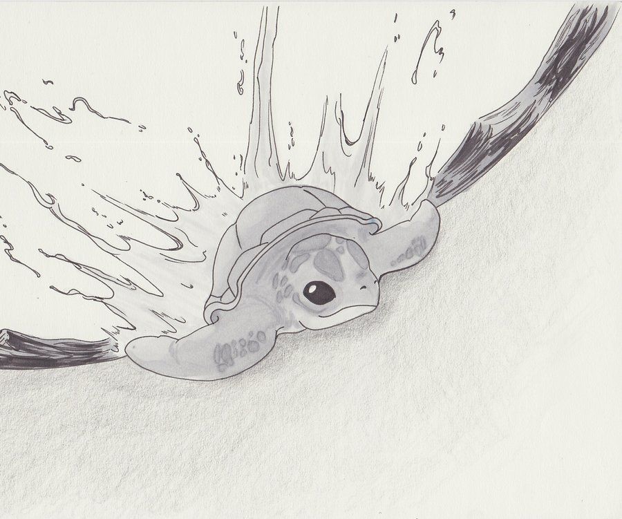 900x751 baby sea turtle hatching drawings baby sea turtle - Baby Sea Turtle Drawing