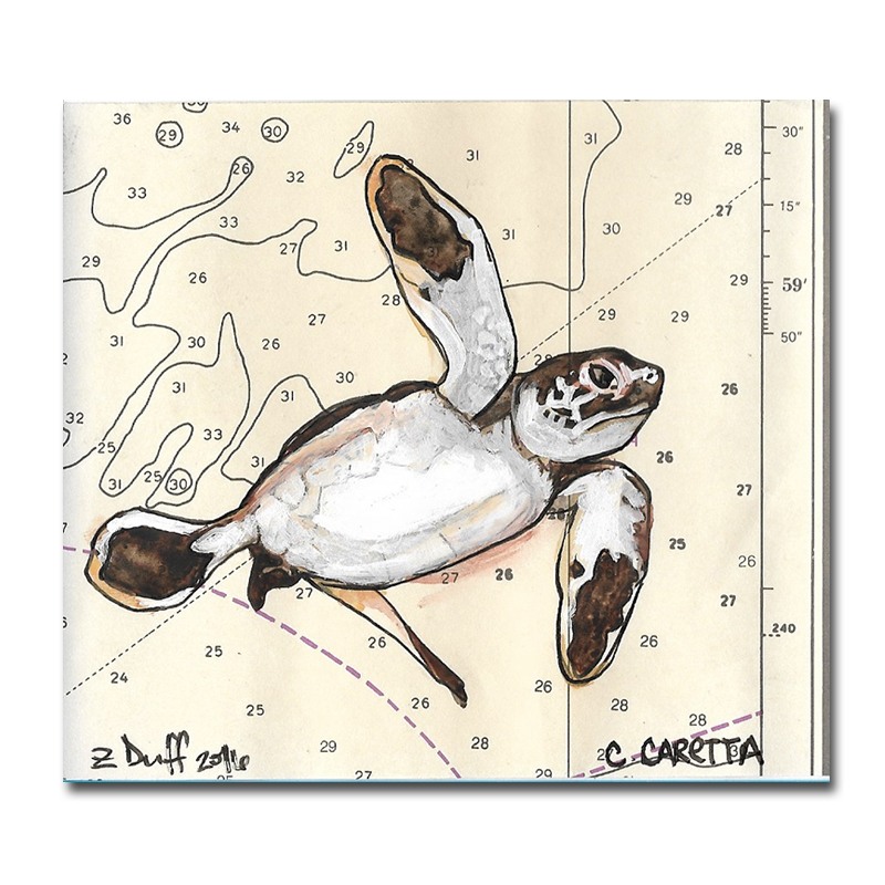 Baby Sea Turtle Drawing At Explore Collection Of