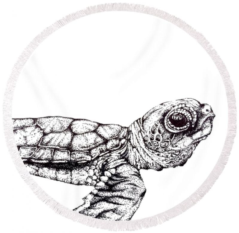 799x782 Baby Sea Turtles Drawings Wallpapers Collection - Baby Sea Turtle Drawing