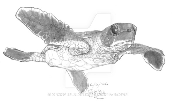 600x344 Baby Sea Turtle - Baby Sea Turtle Drawing