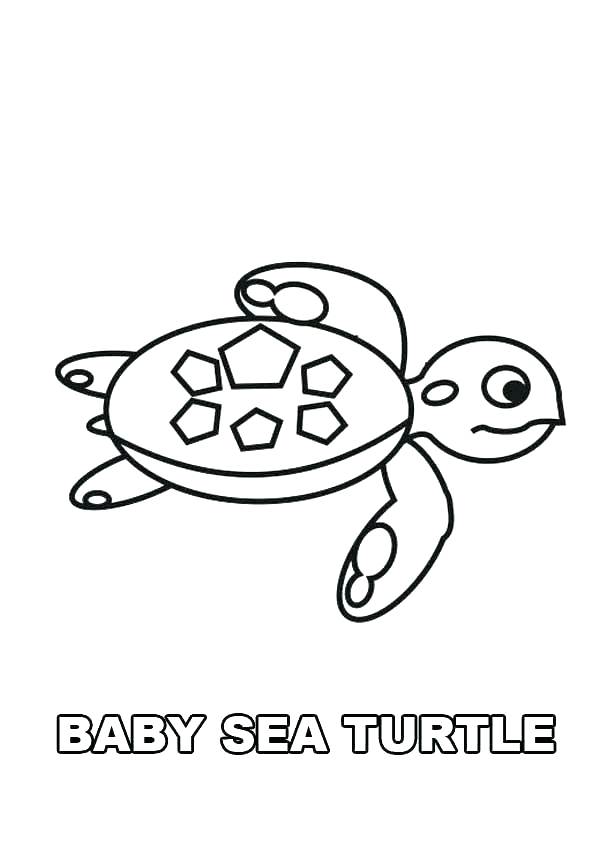 Baby Sea Turtle Drawing At Explore Collection Of