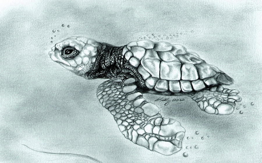 Baby Sea Turtle Drawing At Explore Collection Of