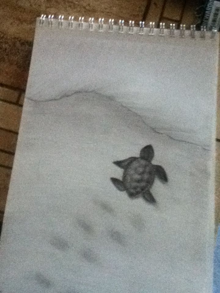 Baby Sea Turtle Drawing At Explore Collection Of