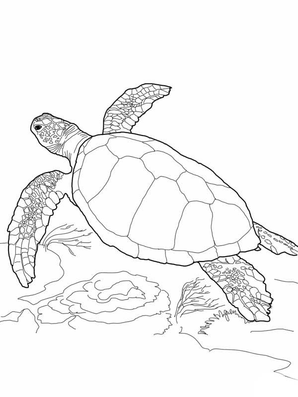 Baby Sea Turtle Drawing At Explore Collection Of