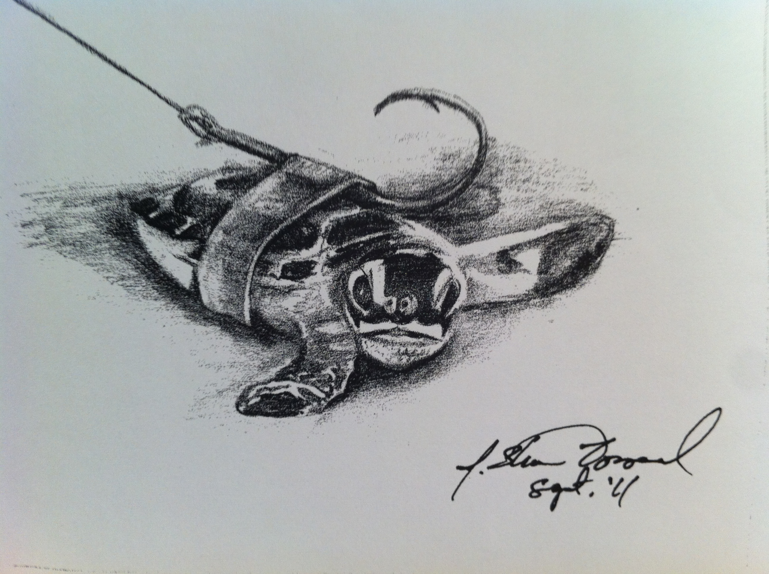 2592x1936 The Secret Message Behind Baby Turtle Lures - Baby Sea Turtle Drawing