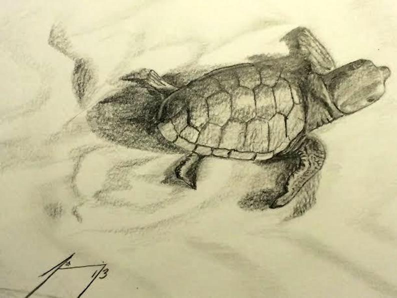 794x596 baby sea turtle crawling to ocean original x framed etsy - Baby Sea Turtle Drawing