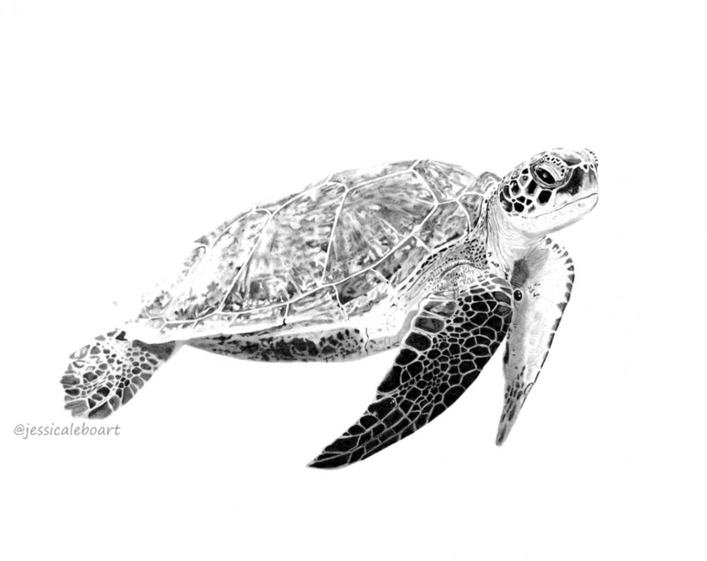 1015x805 Baby Sea Turtle Drawing Wallpapers Nature - Baby Sea Turtle Drawing