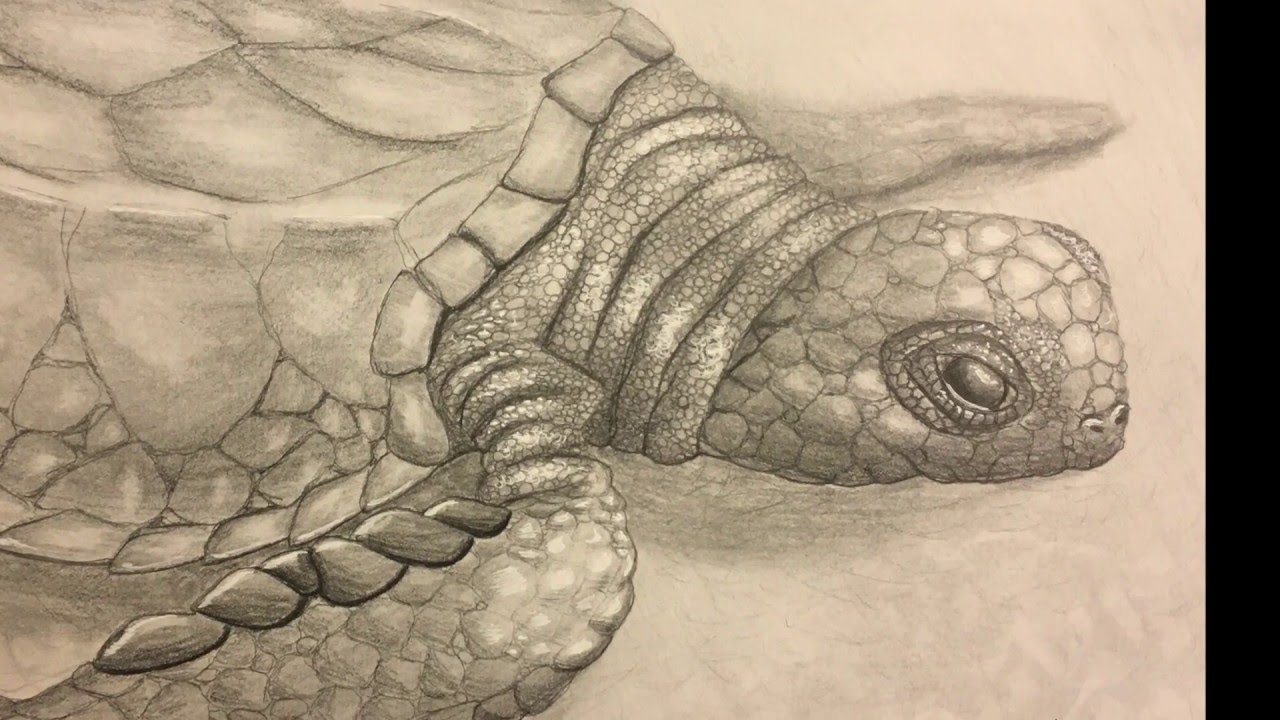 1280x720 Baby Sea Turtle Drawing Tutorial Graphite - Baby Sea Turtle Drawing