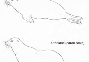 300x210 Drawing Of Seal Baby Seal Drawing At Getdrawings Free - Baby Seal Drawing