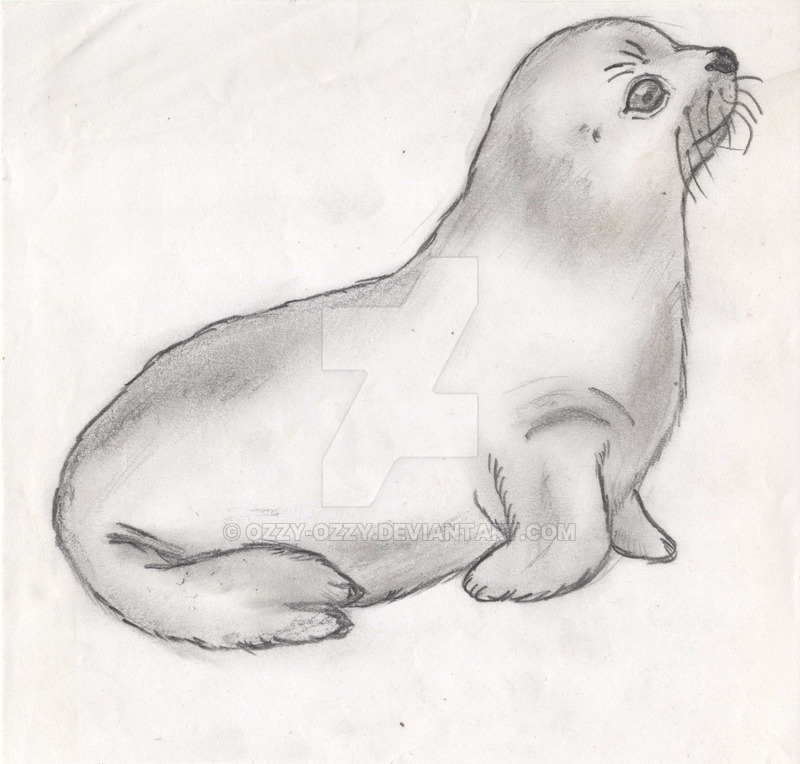 Baby Seal Drawing at PaintingValley.com | Explore collection of Baby ...