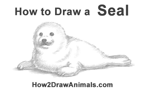 500x315 How To Draw A Seal Pup - Baby Seal Drawing