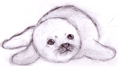 487x273 Ollie The Otter - Baby Seal Drawing