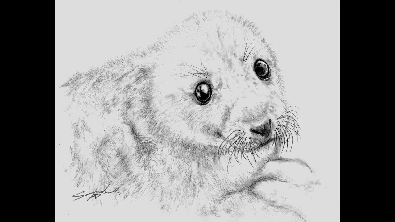 1280x720 Time Lapse Drawing Baby Seal - Baby Seal Drawing