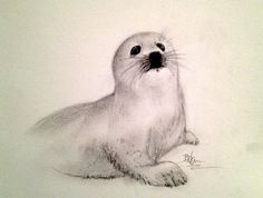 236x178 Baby Arctic Seal Drawing Hd Wallpapers On Painted - Baby Seal Drawing