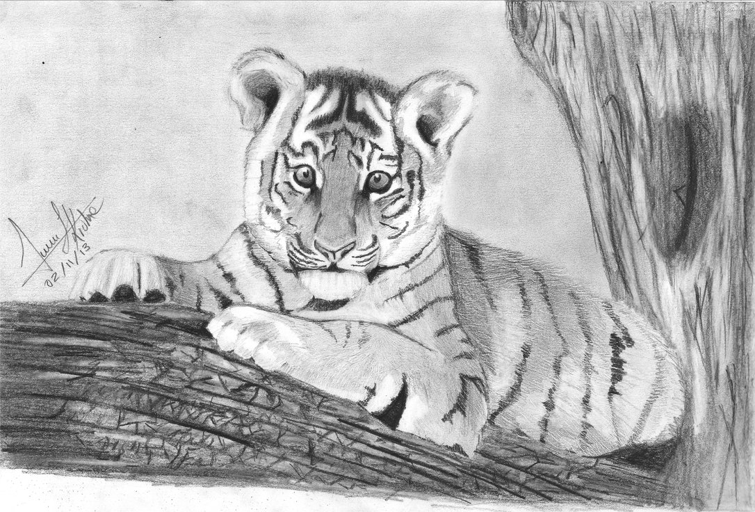 Baby Tiger Drawing At Paintingvalley Com Explore Collection Of Baby Tiger Drawing