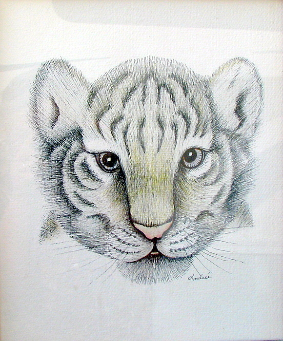 580x700 Baby White Tiger Drawing - Baby Tiger Drawing