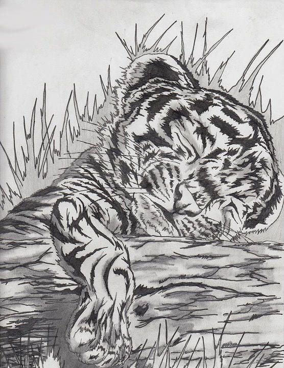 556x720 Cute Baby Tiger Drawing - Baby Tiger Drawing
