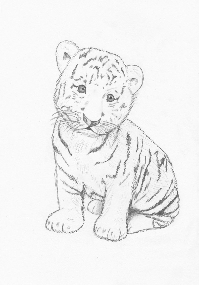 800x1143 Images For Gt Easy Baby Tigers Drawings Animals In Tiger - Baby Tiger Drawing
