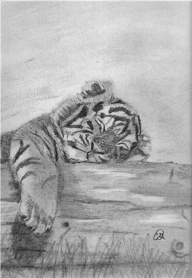 621x900 Tiger Cub Drawing - Baby Tiger Drawing