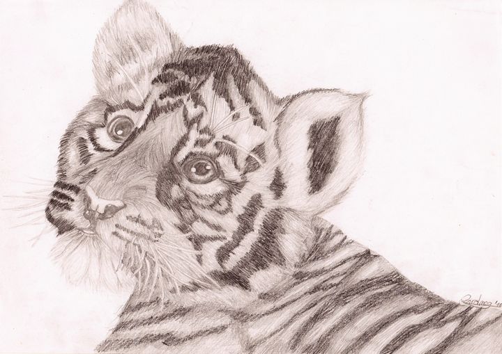 Baby Tiger Drawing at PaintingValley.com | Explore collection of Baby ...
