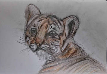 358x250 Baby Tiger Drawing - Baby Tiger Drawing