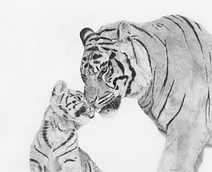 300x244 Baby Tiger Drawings Fine Art America - Baby Tiger Drawing