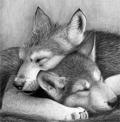 236x241 Realistic Baby Wolf Drawing - Baby Wolf Drawing