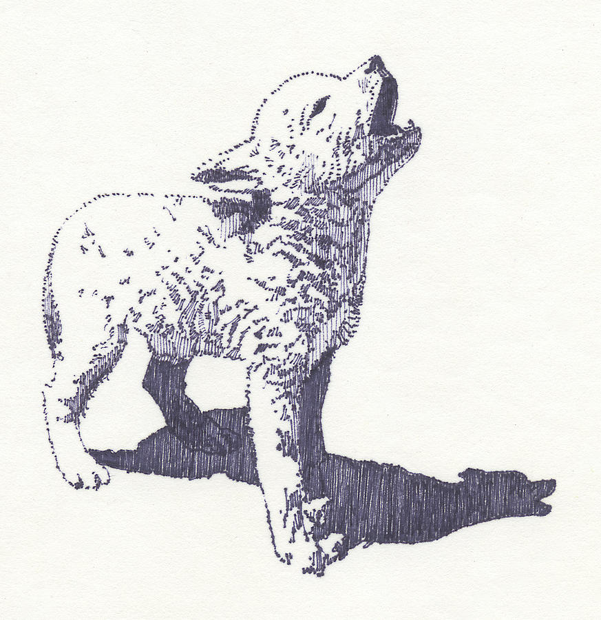 873x900 Baby Wolf Drawing - Baby Wolf Drawing