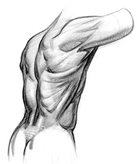 200x238 How To Draw Lower Back Muscles - Back Drawing