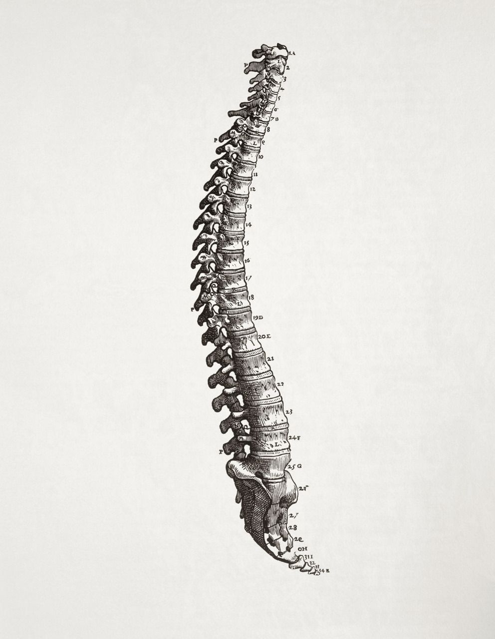Backbone Drawing at Explore collection of Backbone