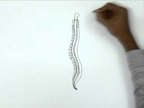 480x360 How To Draw A Human Spinal Cord - Backbone Drawing