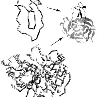 320x320 Interaction Between Elastase And The Inhibitory Domain Of Trappin - Backbone Drawing