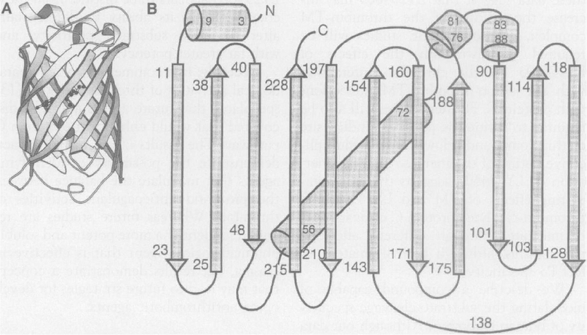 850x485 Schematic Drawing Of The Backbone Of Gfp The Chromophore Is Shown - Backbone Drawing