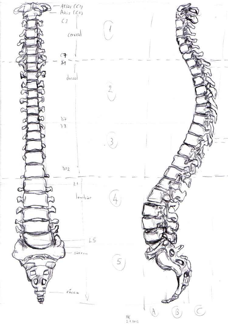 Backbone Drawing at Explore collection of Backbone